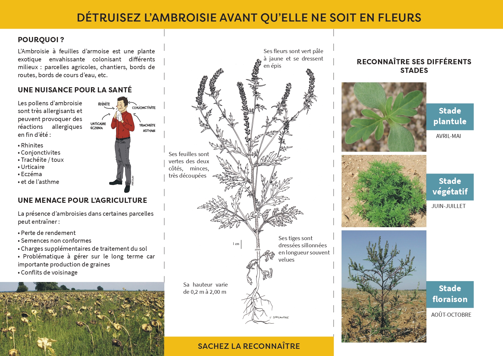 ATTENTION AMBROISIE